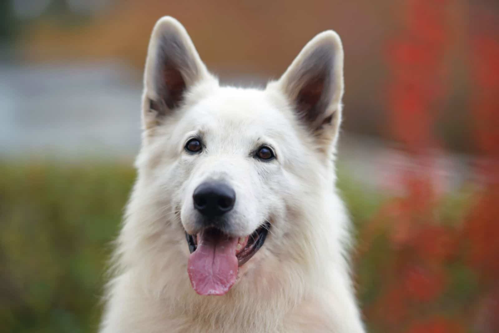  White Swiss Shepherd dog posing outdoors 