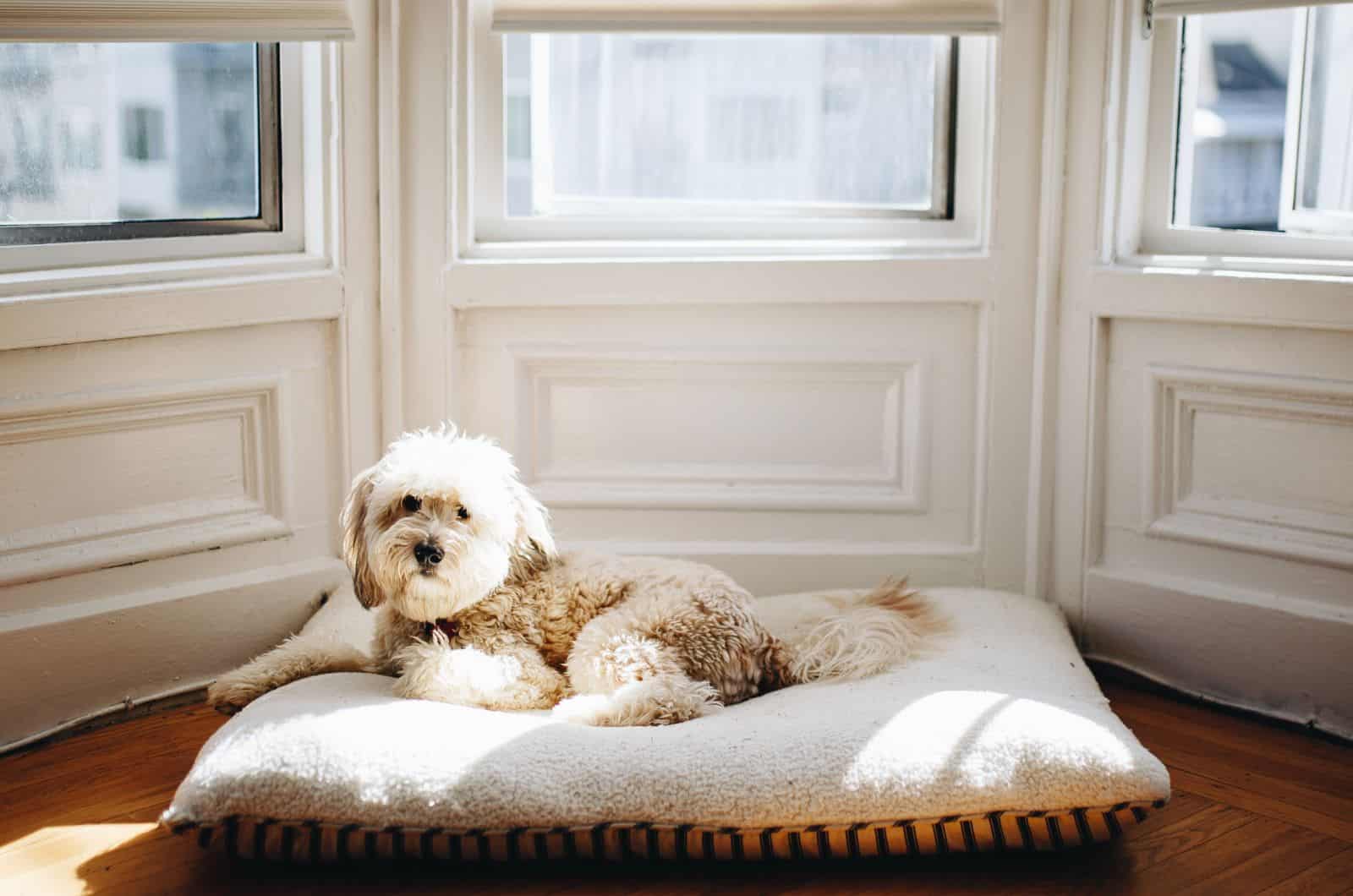 Whoodle lying on his bed