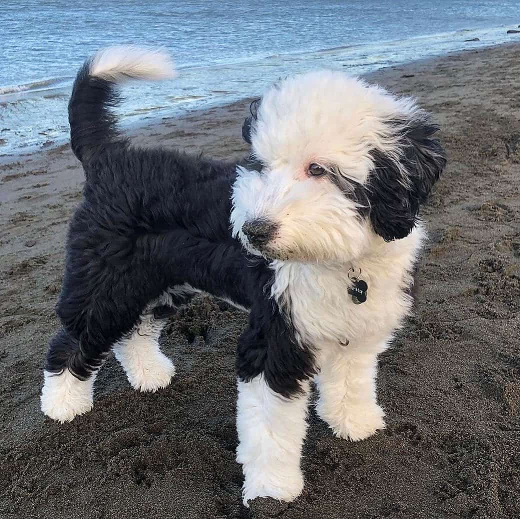 Whoodle on beach