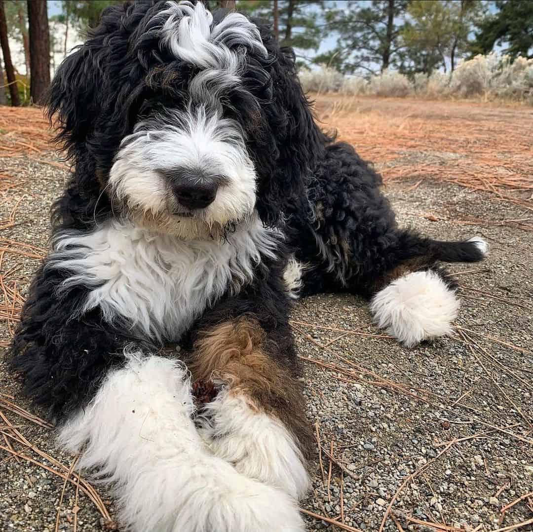 Whoodle sitting outside