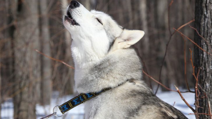 Why Are Huskies So Dramatic? 6 Reasons For Drama Behavior