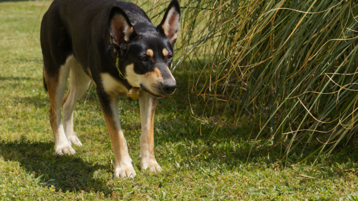 Why Do Dogs Arch Their Backs? 11 Reasons