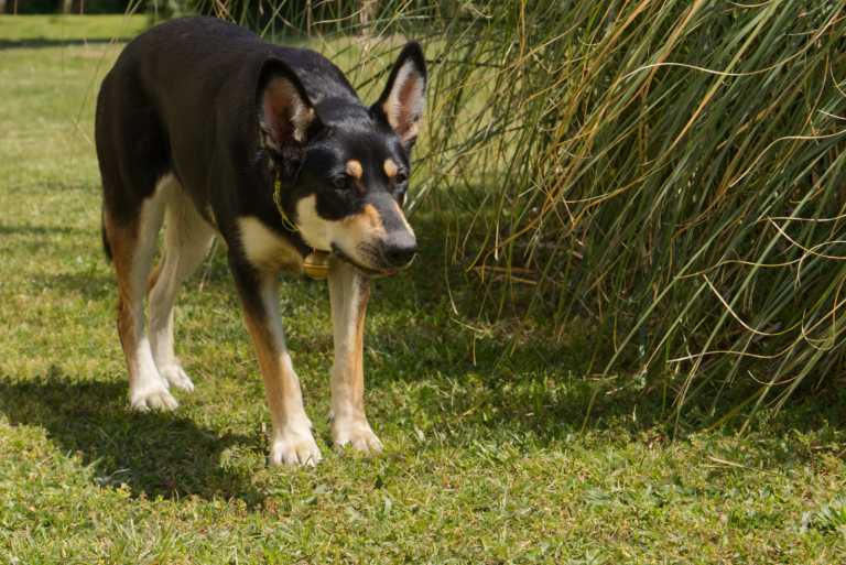 the dog is standing in the garden and arching its back
