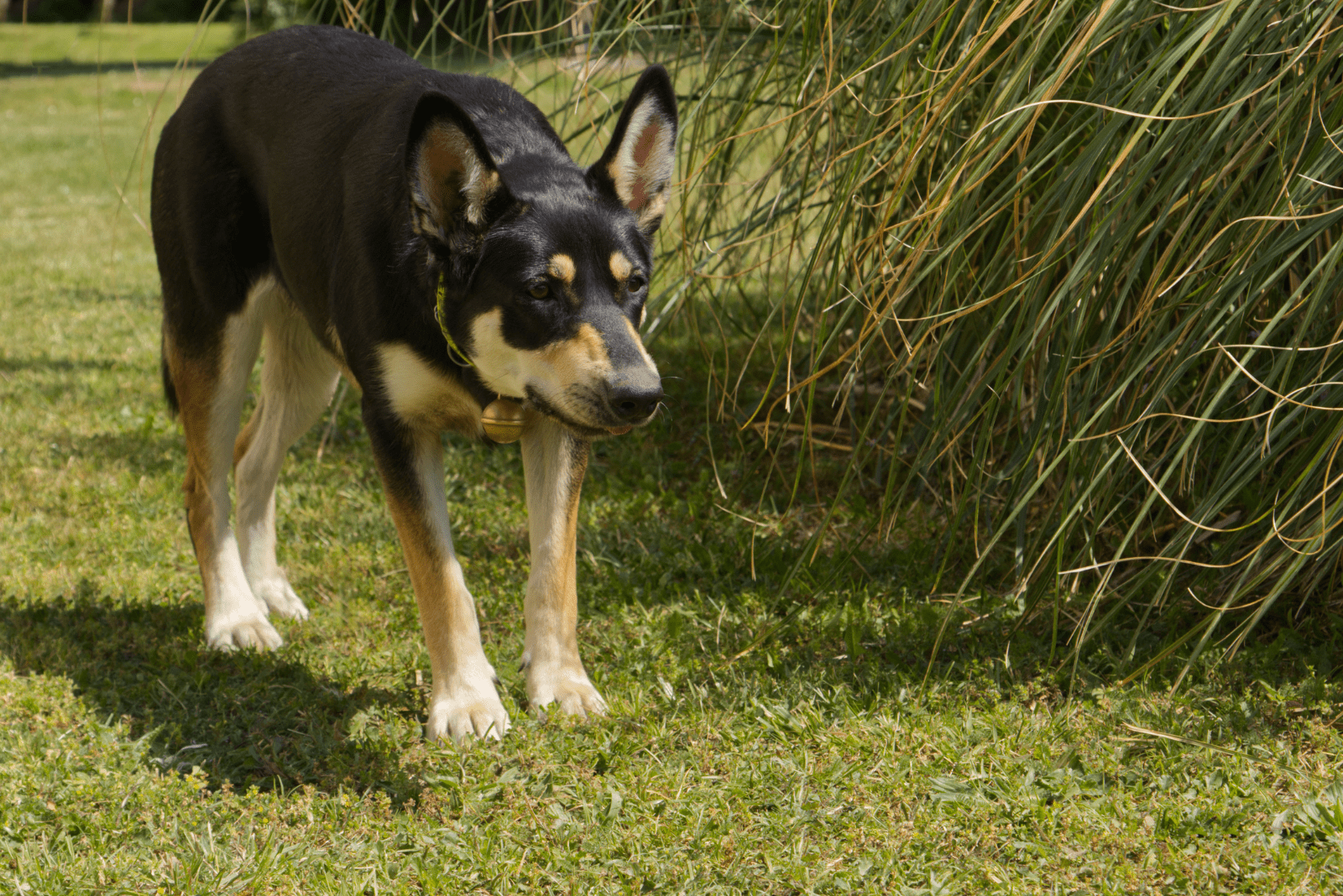 Why Do Dogs Arch Their Backs? 11 Reasons