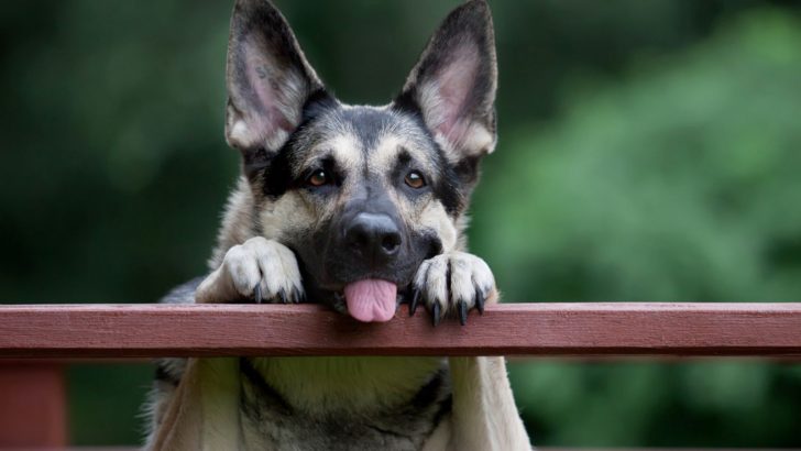 Why Do Dogs Stick Their Tongue Out? Becauph