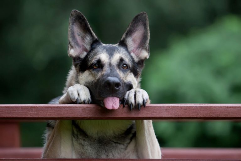 Cheerful shepherd shows tongue