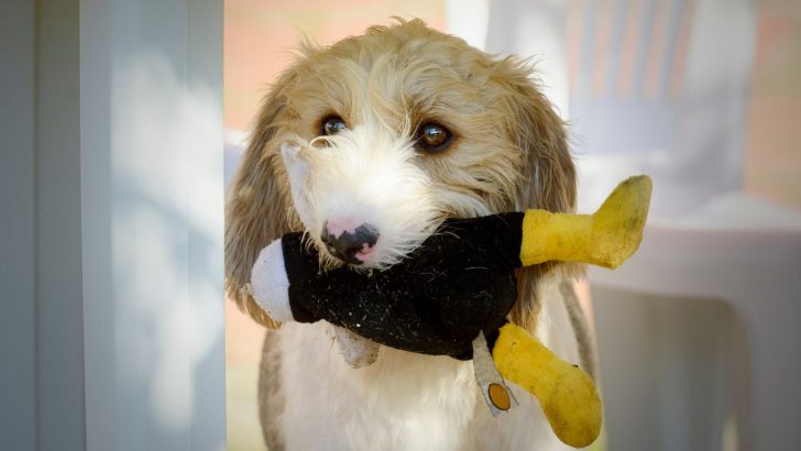 Why Does My Dog Cry When Carrying Toys? – 12 Reasons and Solutions