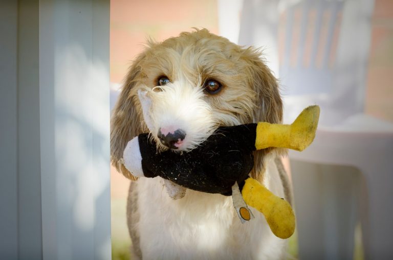 dog carrying his toy