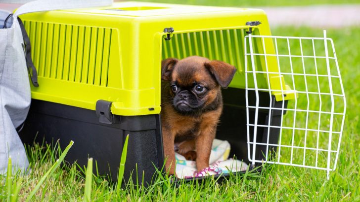Why Does My Dog Suddenly Hate His Crate? 14 Reasons And 11 Solutions