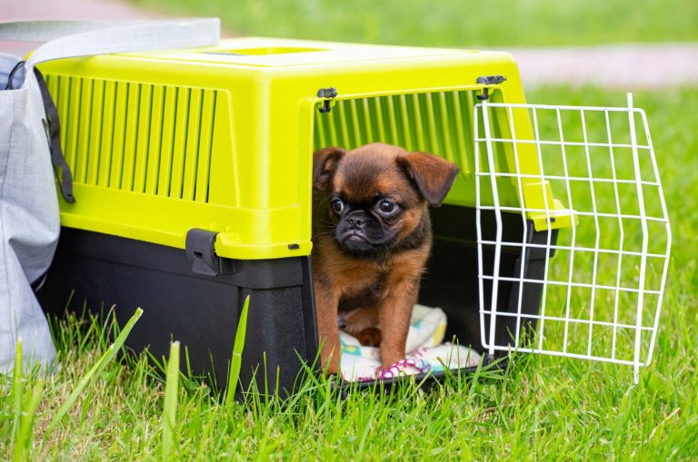 small dog in his crate