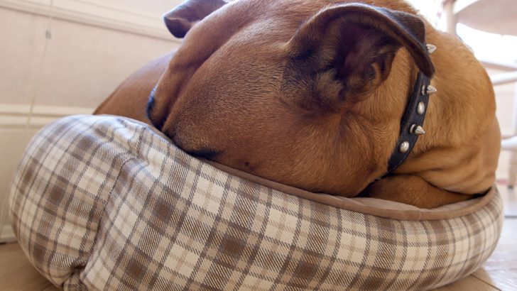 Why Is My Dog Acting Weird All Of A Sudden: 10 Causes