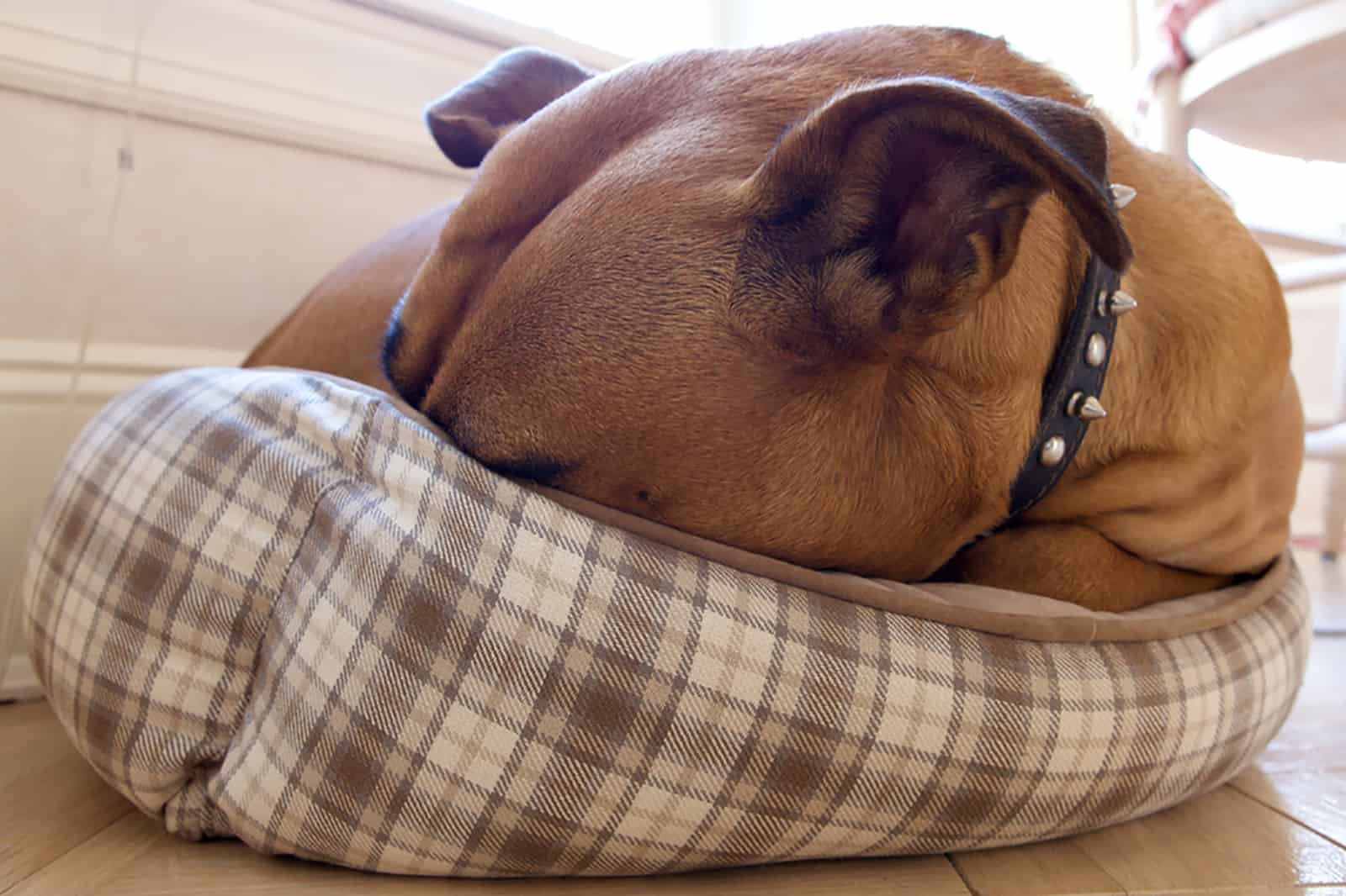 dog hiding in a bed