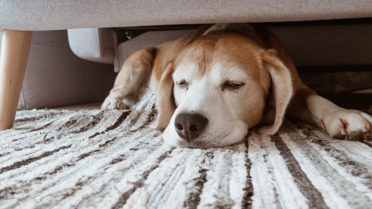 Here Are 13 Reasons Why Your Dog Is Sleeping Under The Bed