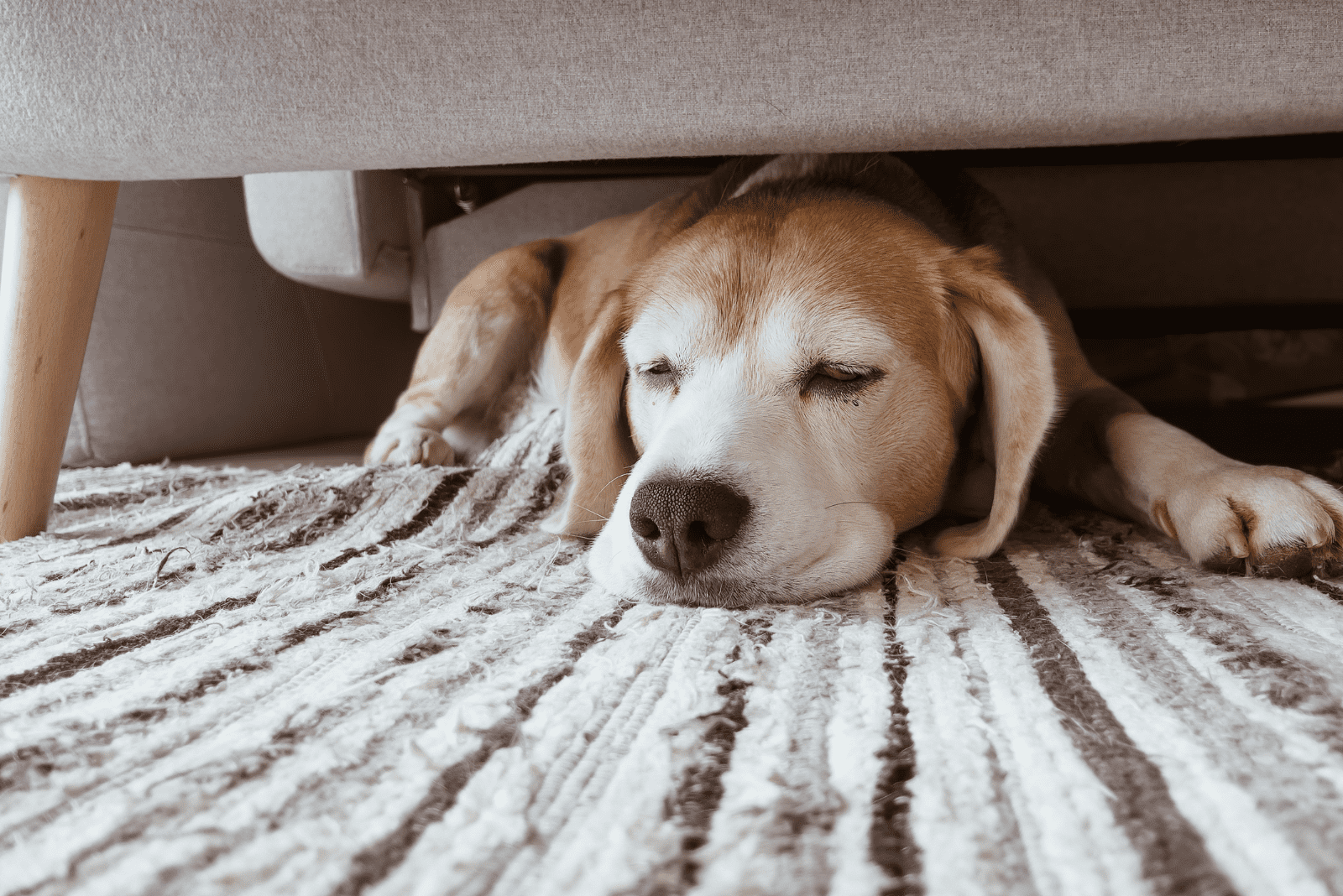 a beautiful dog sleeps under the bed