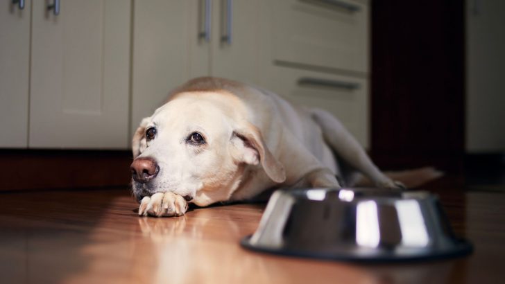 Will A Dog With Bloat Drink Water? Useful Tips