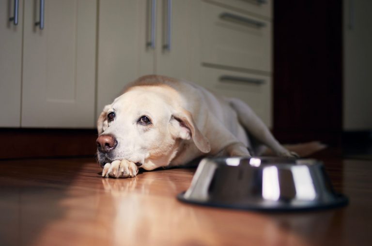 dog lying by his bowl