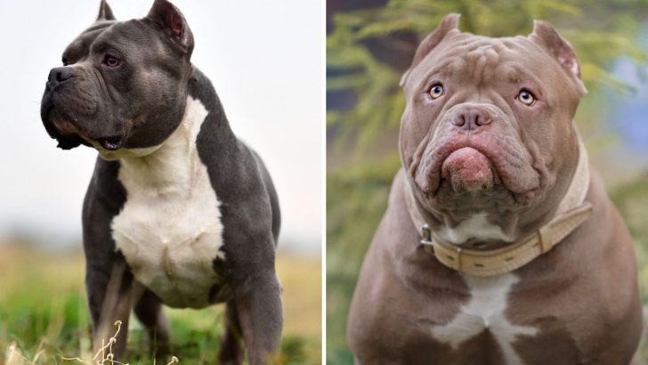 XXL Bully Vs XL Bully: What Do You Know About These Giants?