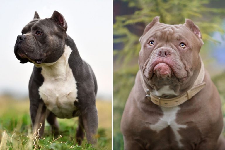 xl and xxl bully dog