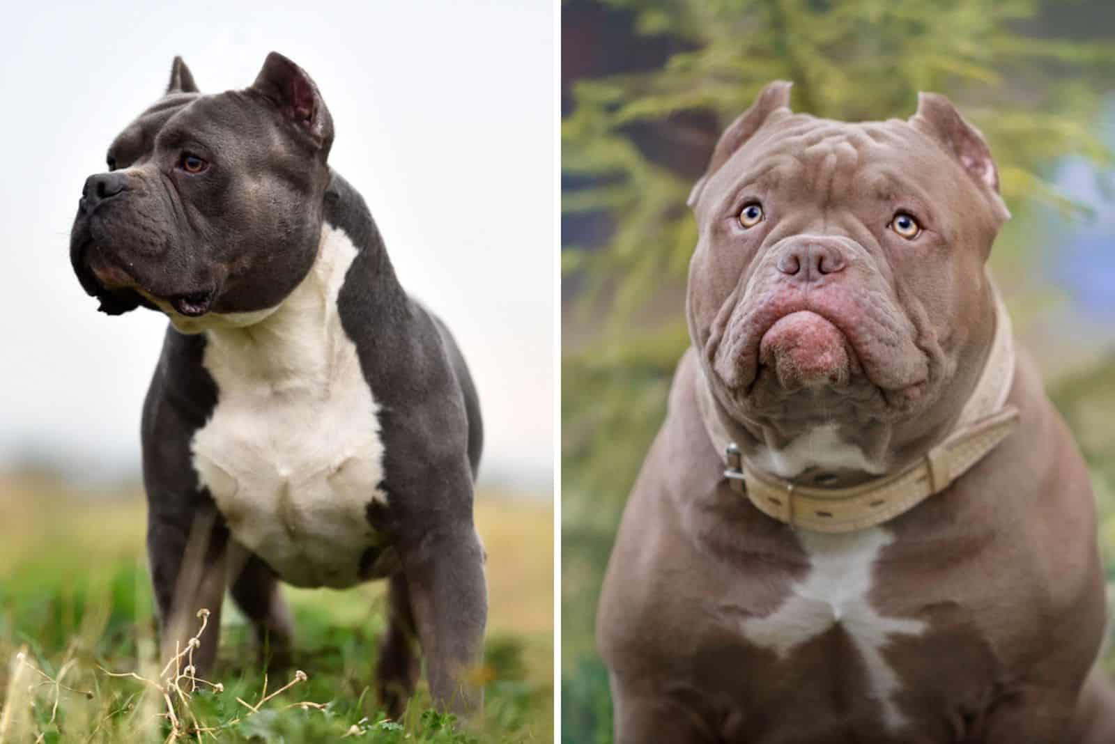 XXL Bully Vs XL Bully: What Do You Know About These Giants?