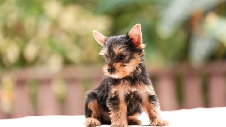 10 Yorkie Breeders In Georgia: Yorkie On My Mind