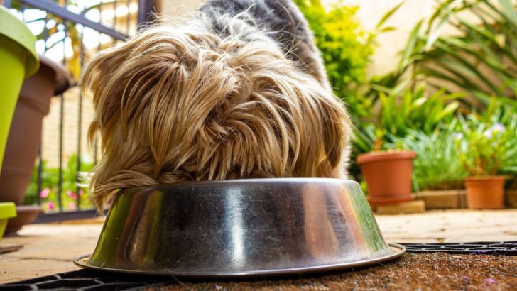 Yorkie Feeding Chart: All You Need To Know On Yorkie’s Diet