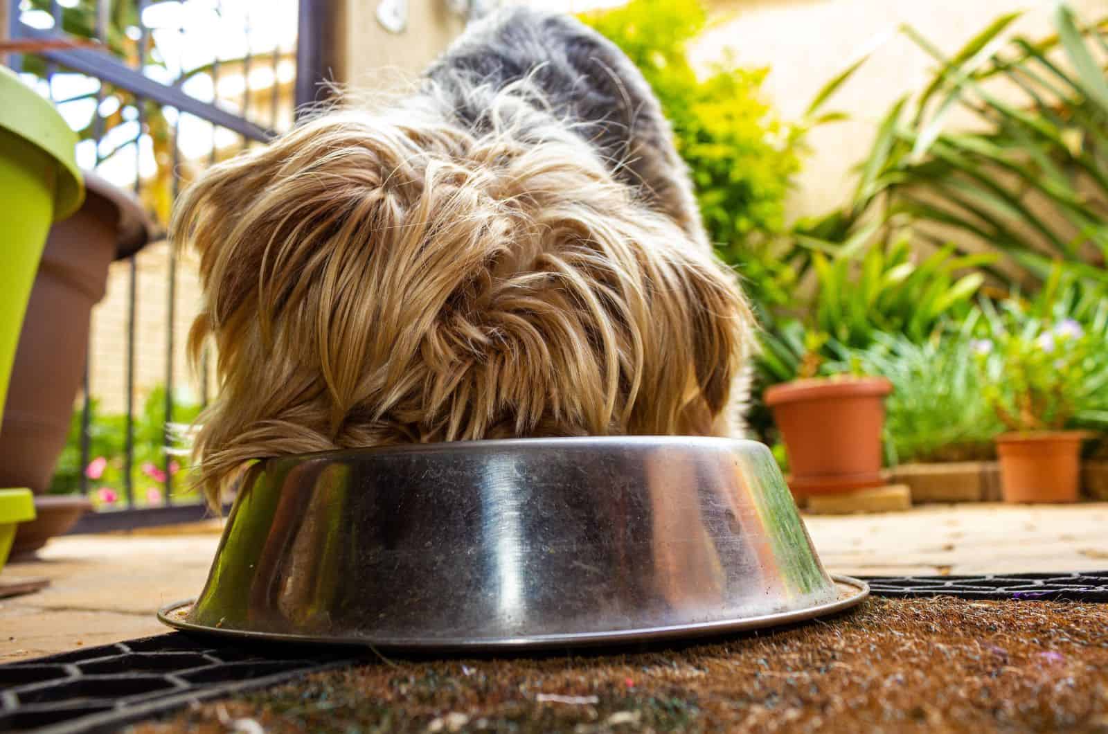 Yorkie eating from bowl