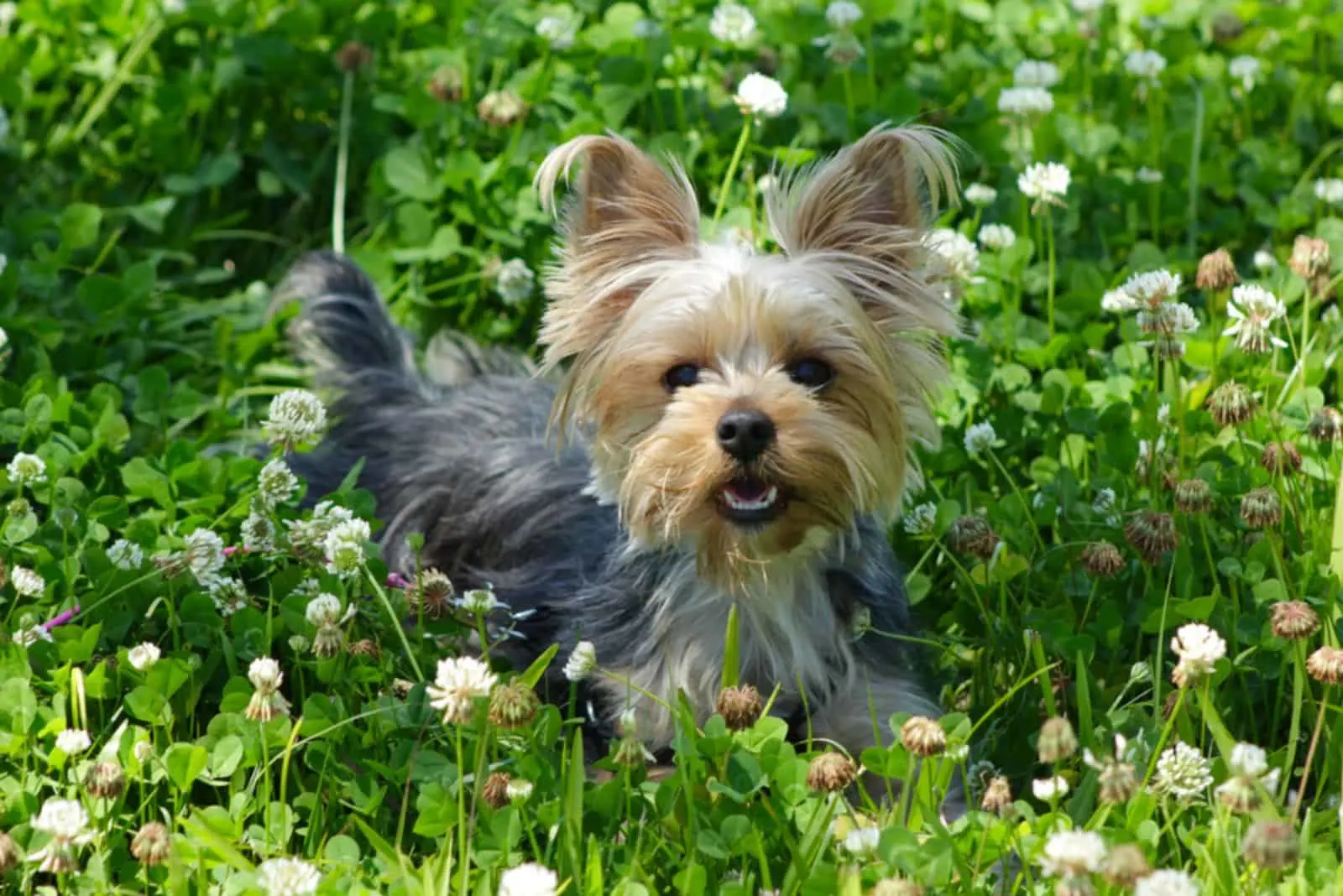 Yorkie puppy dog laying in the clover field