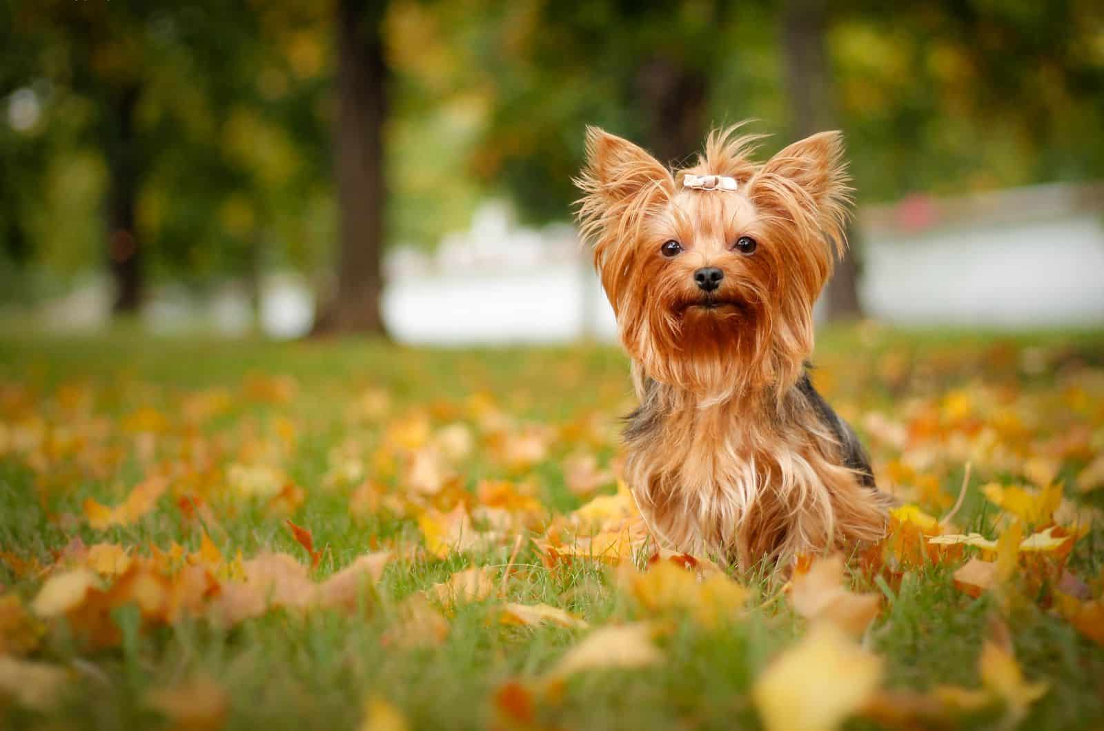 Yorkie sitting on grass