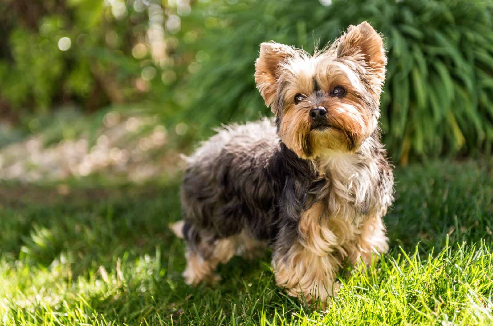 Yorkie stanidng on grass outside
