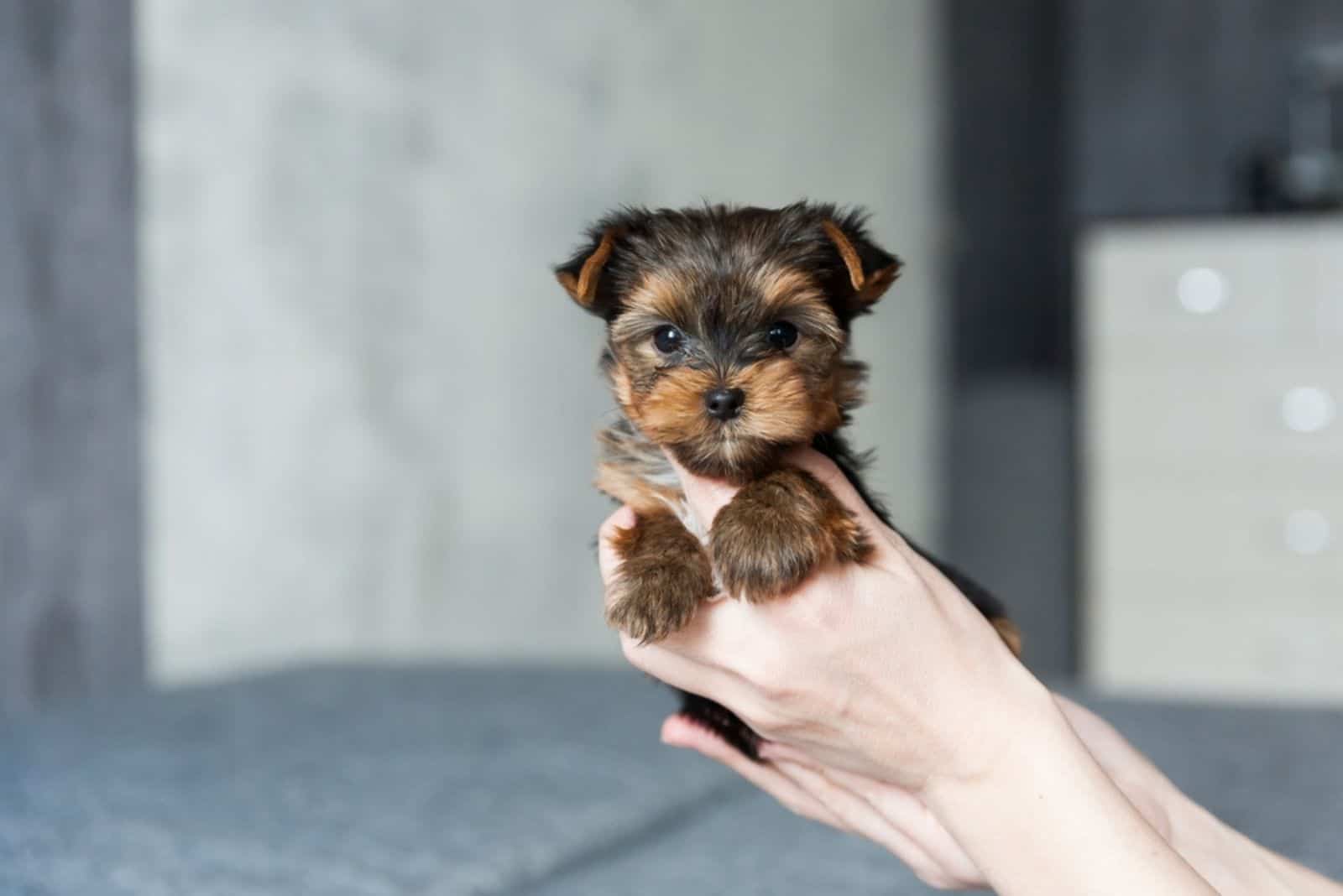 Yorkshire Terrier Puppy sitting on woman hand 