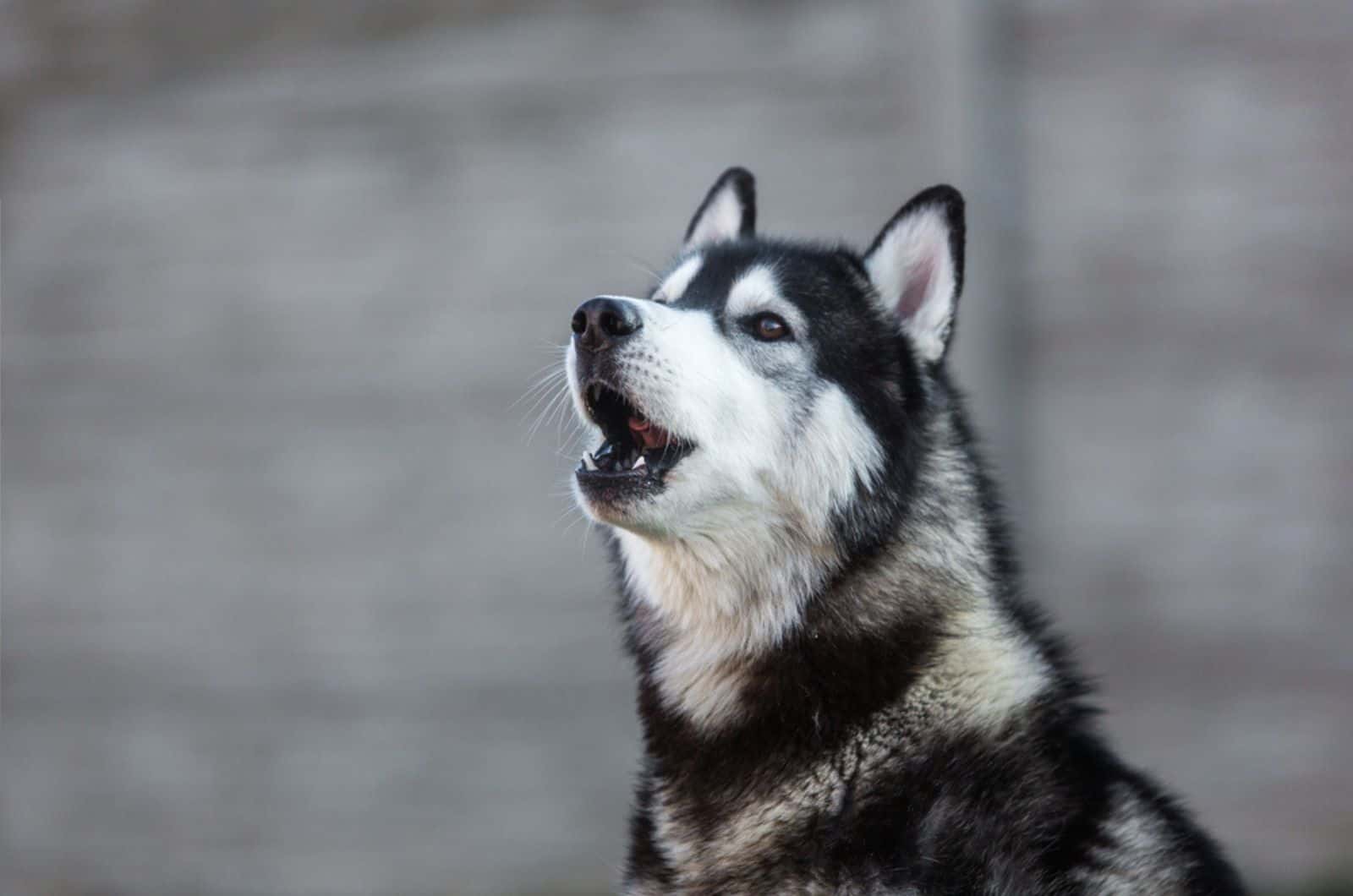 Young husky calling for his mates