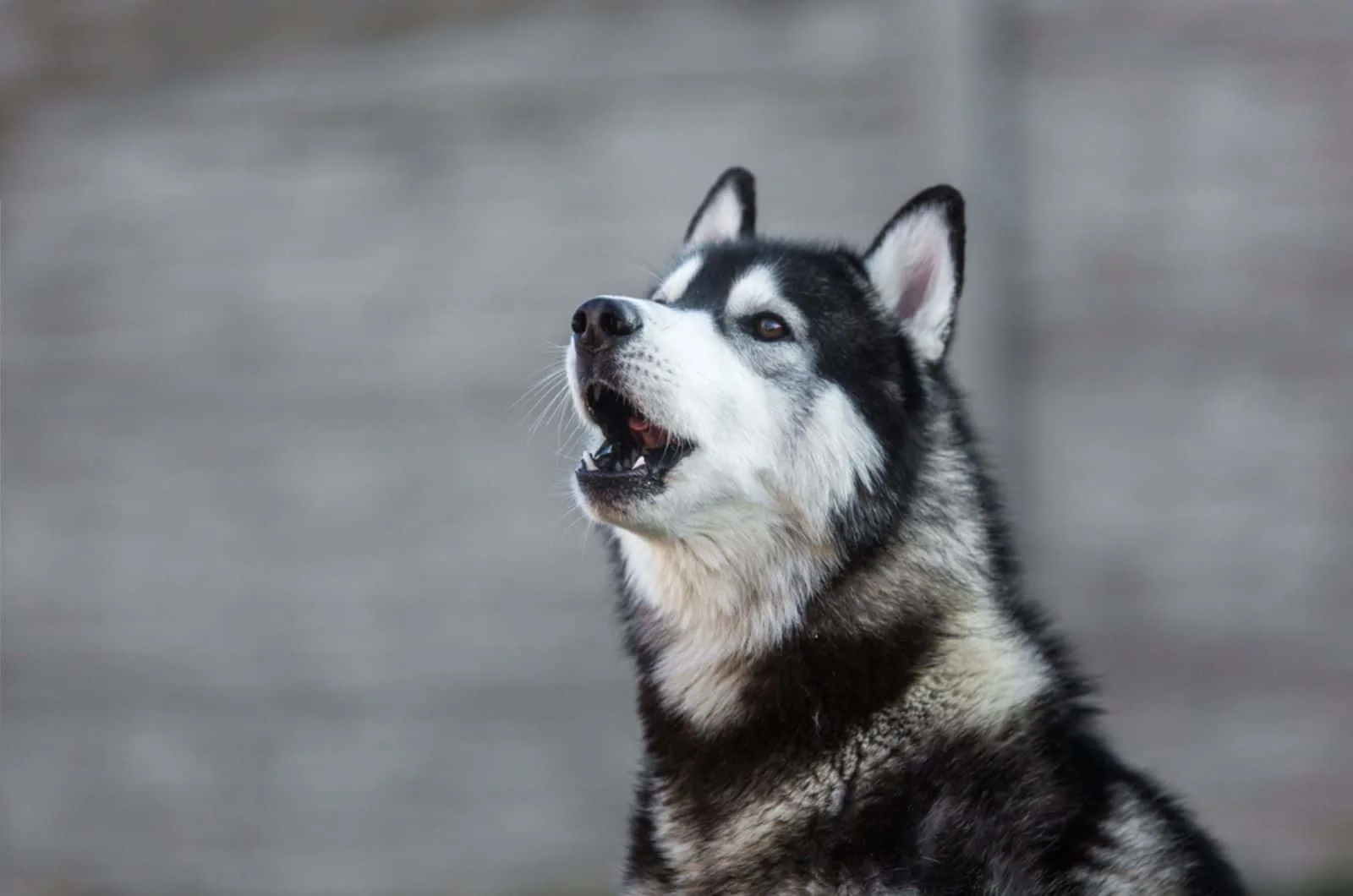 Young husky calling for his mates