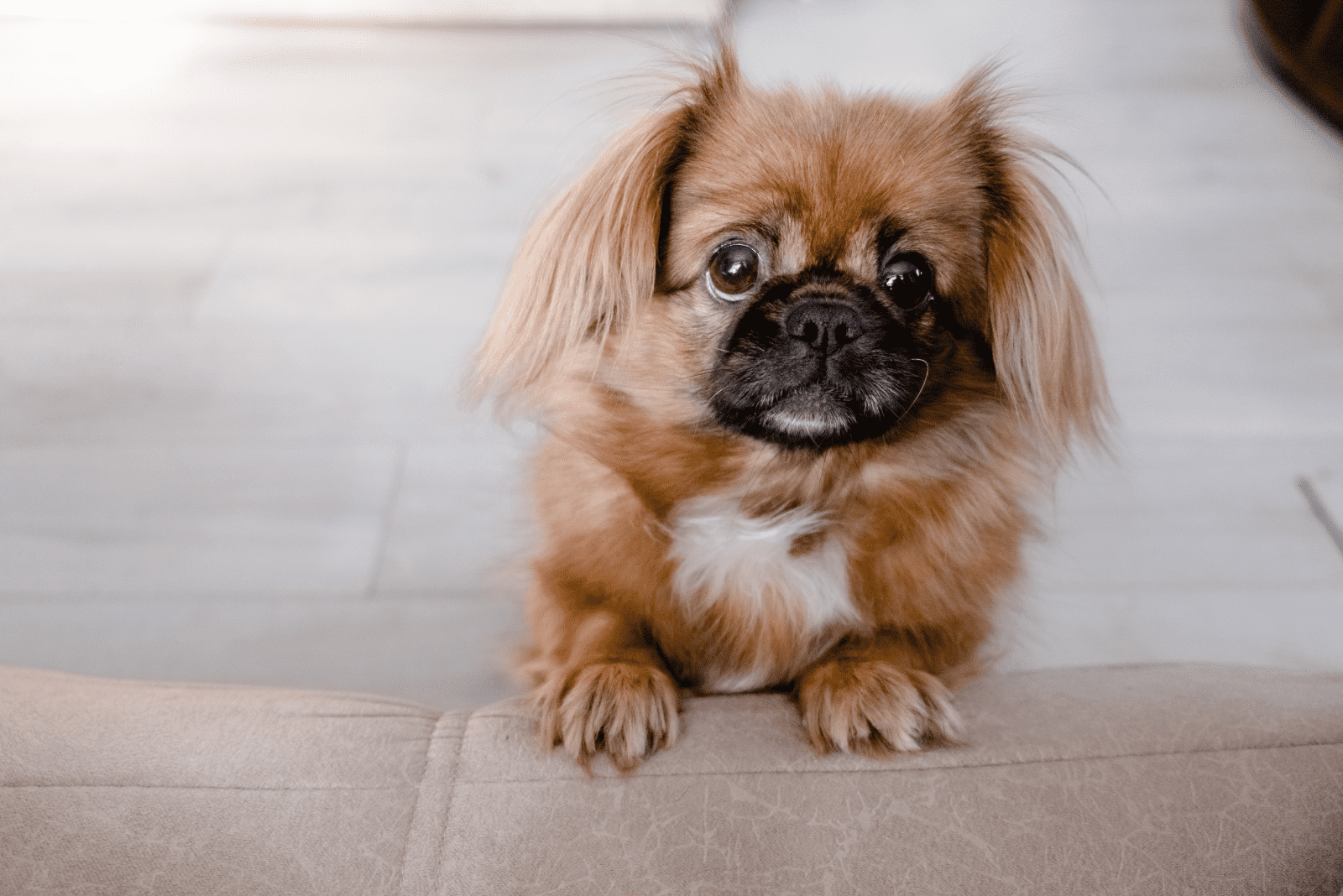 a Pekingese puppy is standing leaning on the couch