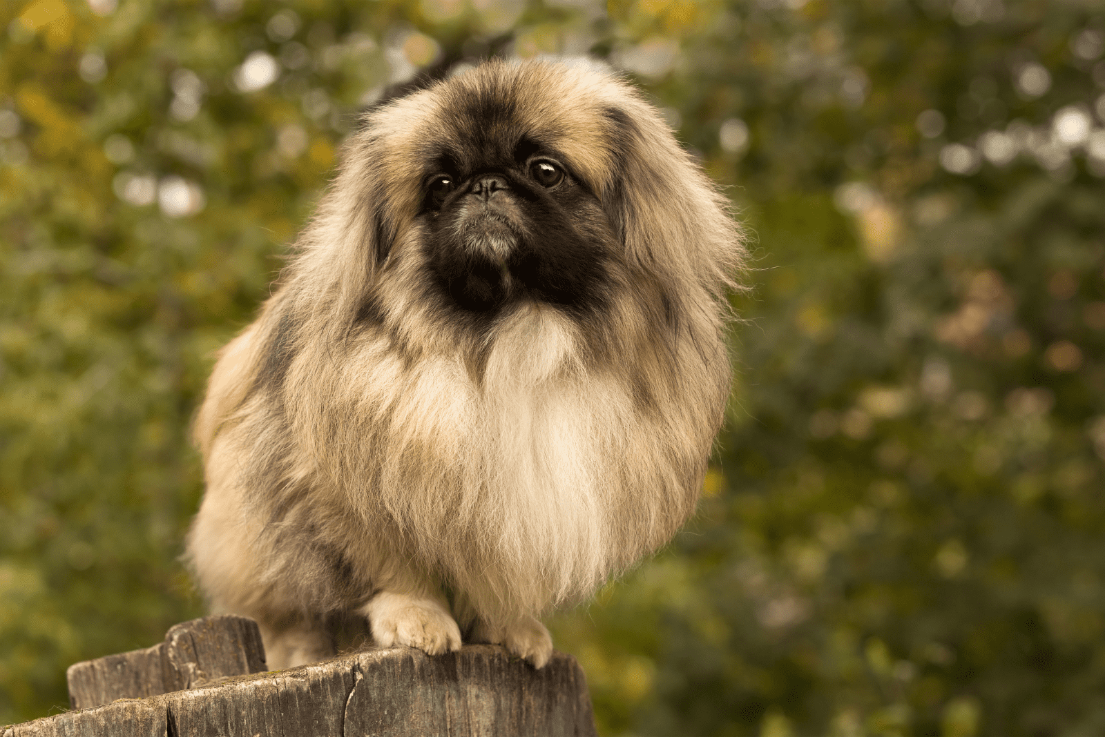 a Pekingese puppy is standing on a tree