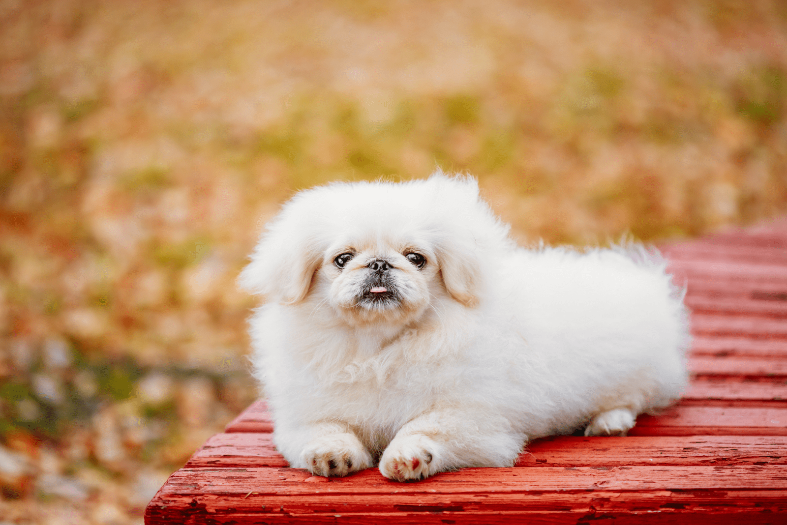 a Pekingese puppy lies on a wooden bench