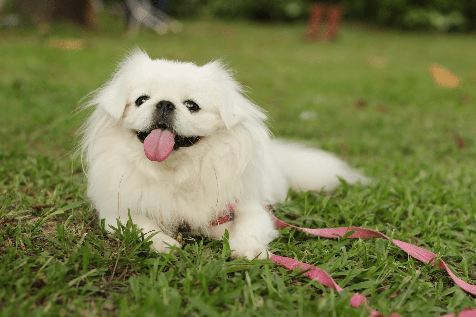 a Pekingese puppy lies on the grass with its tongue out