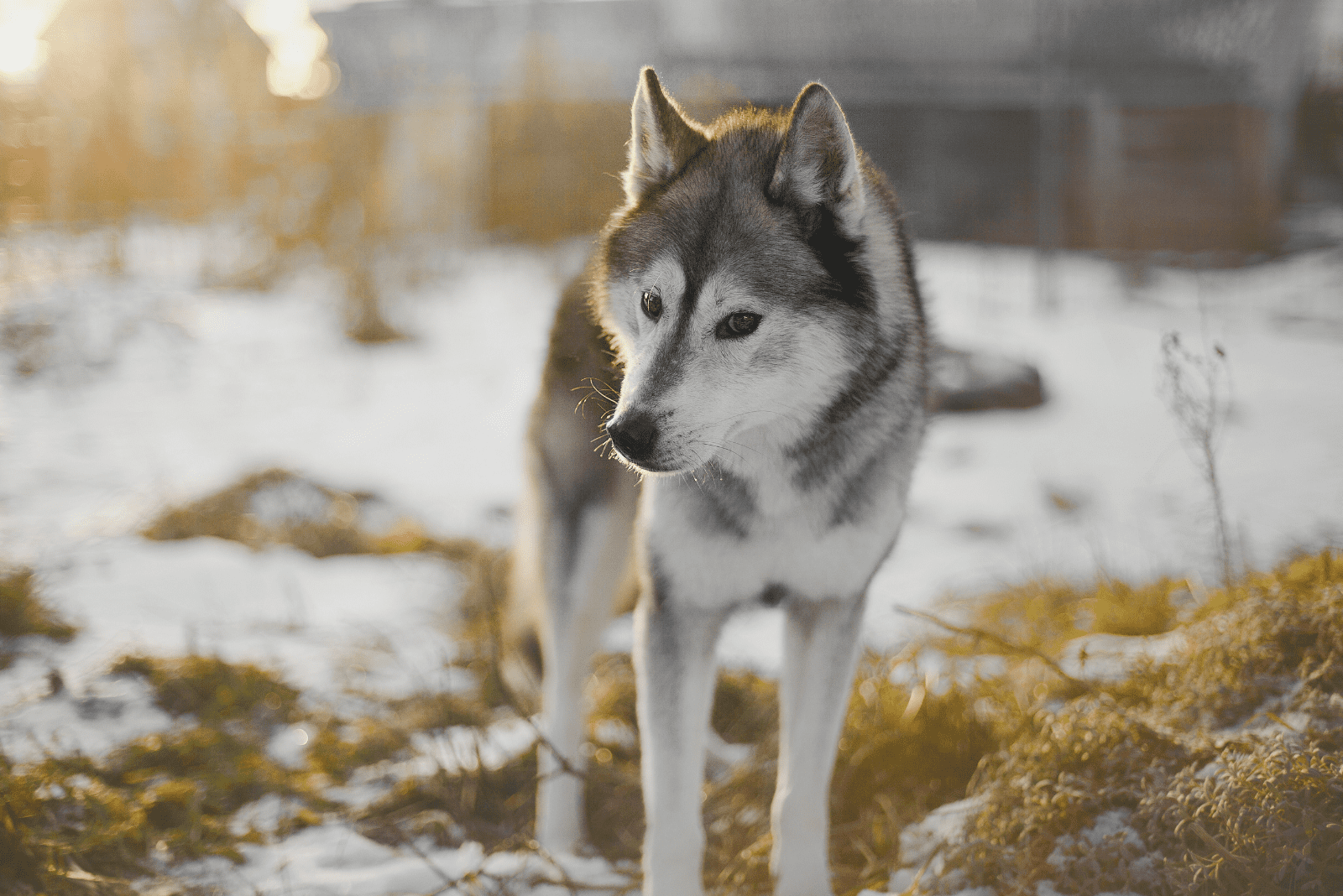 Top 5 Agouti Husky Breeders In U.S.