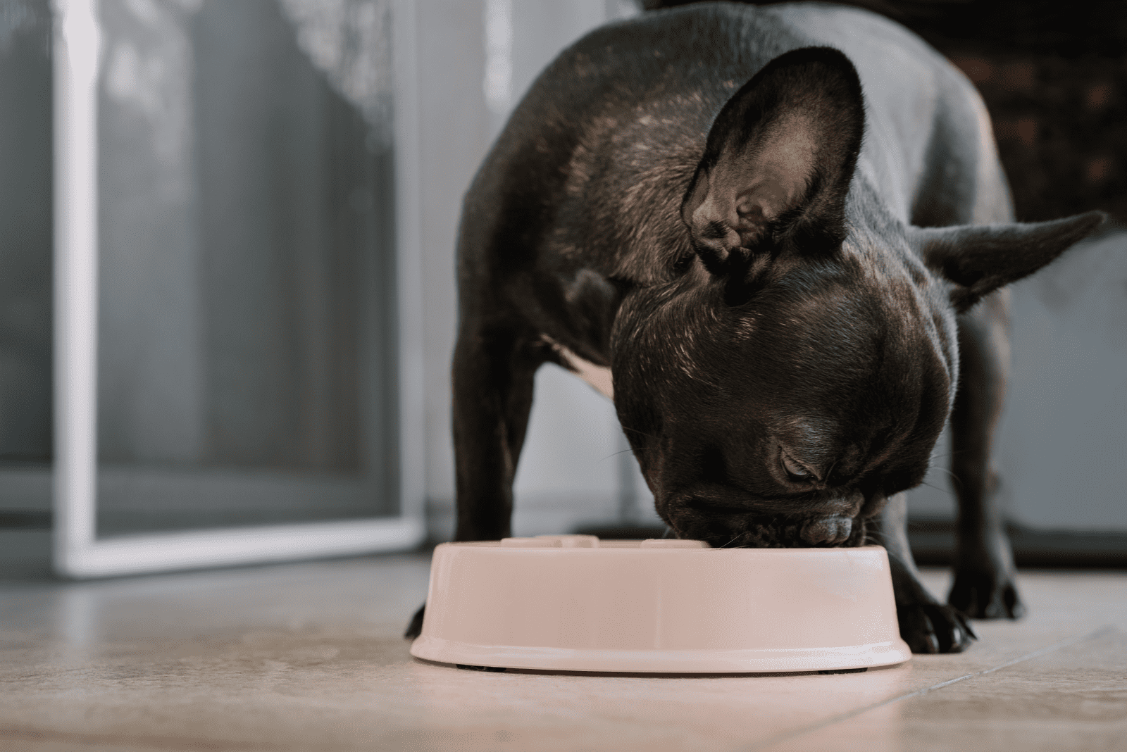 a black French Bulldog eats from a bowl