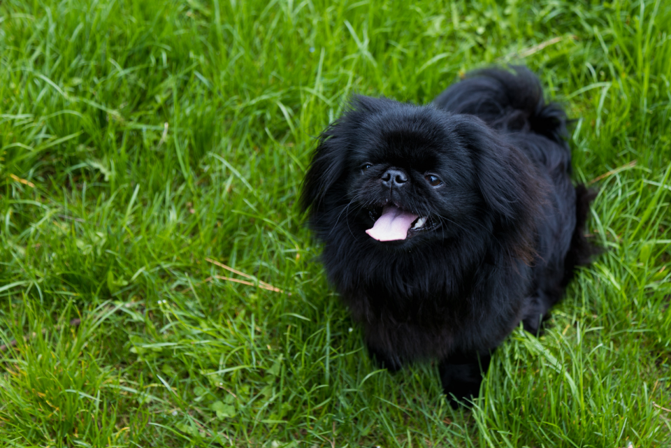 Top 11 Pekingese Breeders In The US