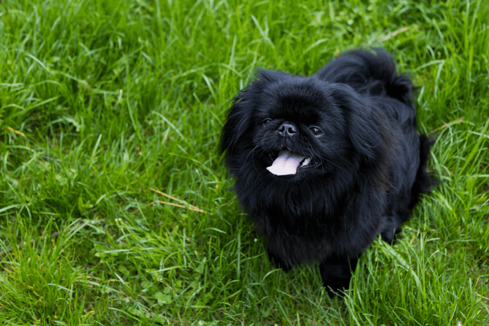 a black Pekingese puppy sits on the grass with his tongue out