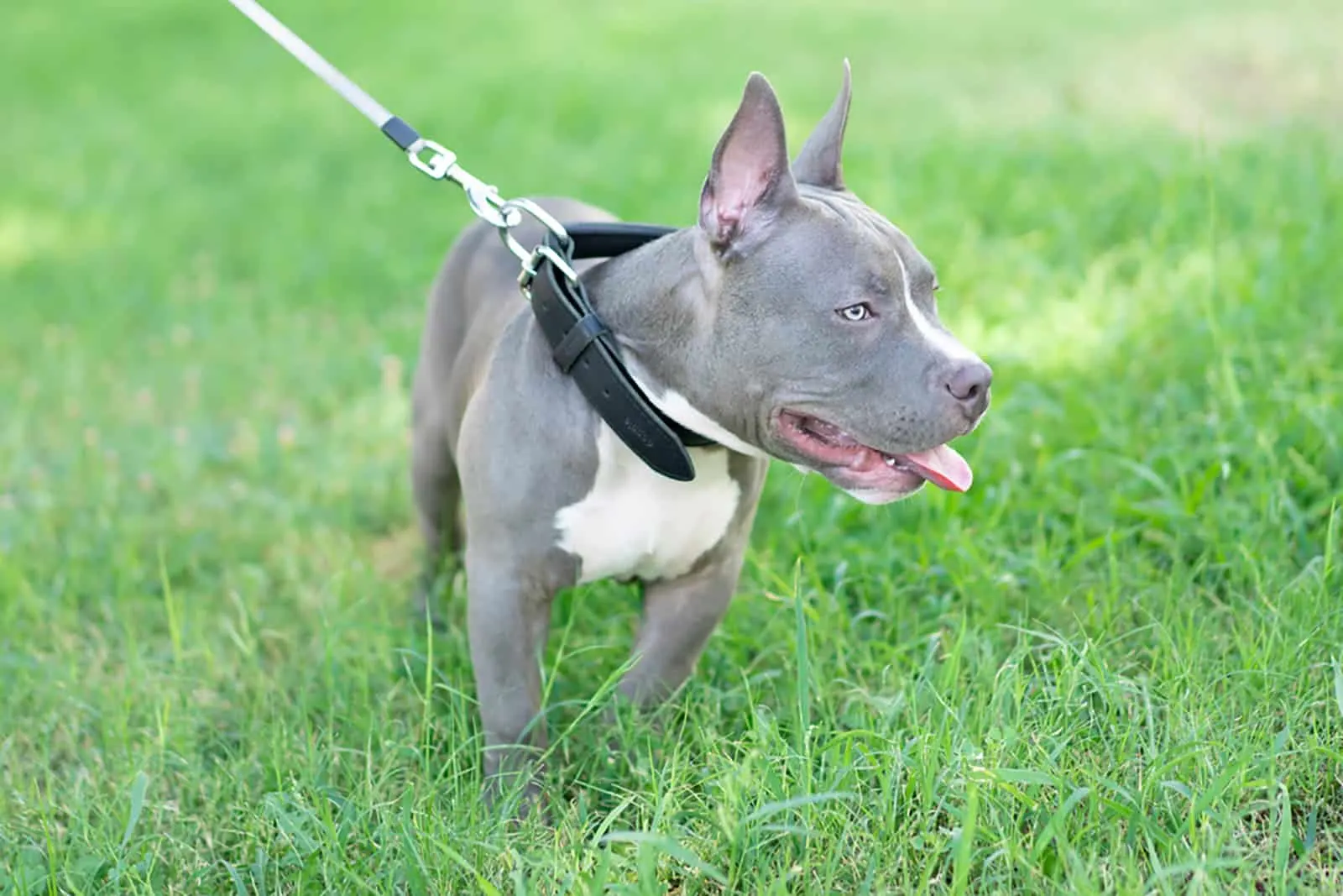 a blue nose pitbull puppy on a leash walking in the park