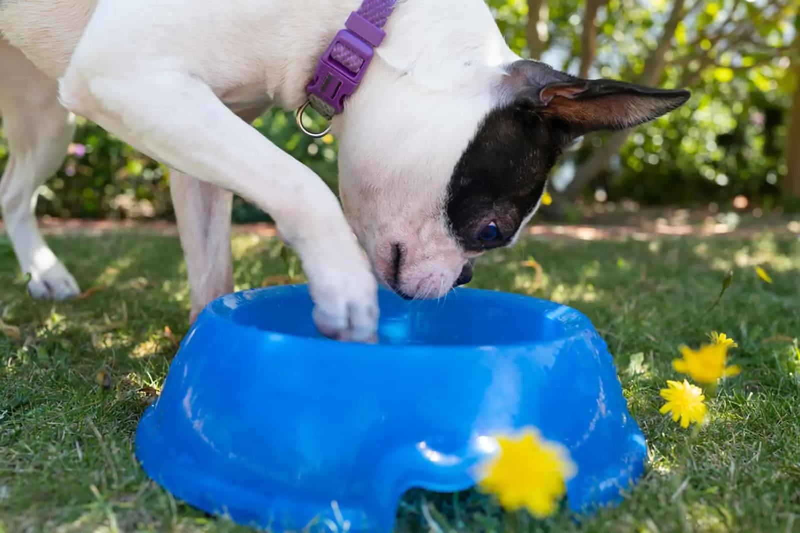 a boston terrier dog drinkng water from a blue bowl