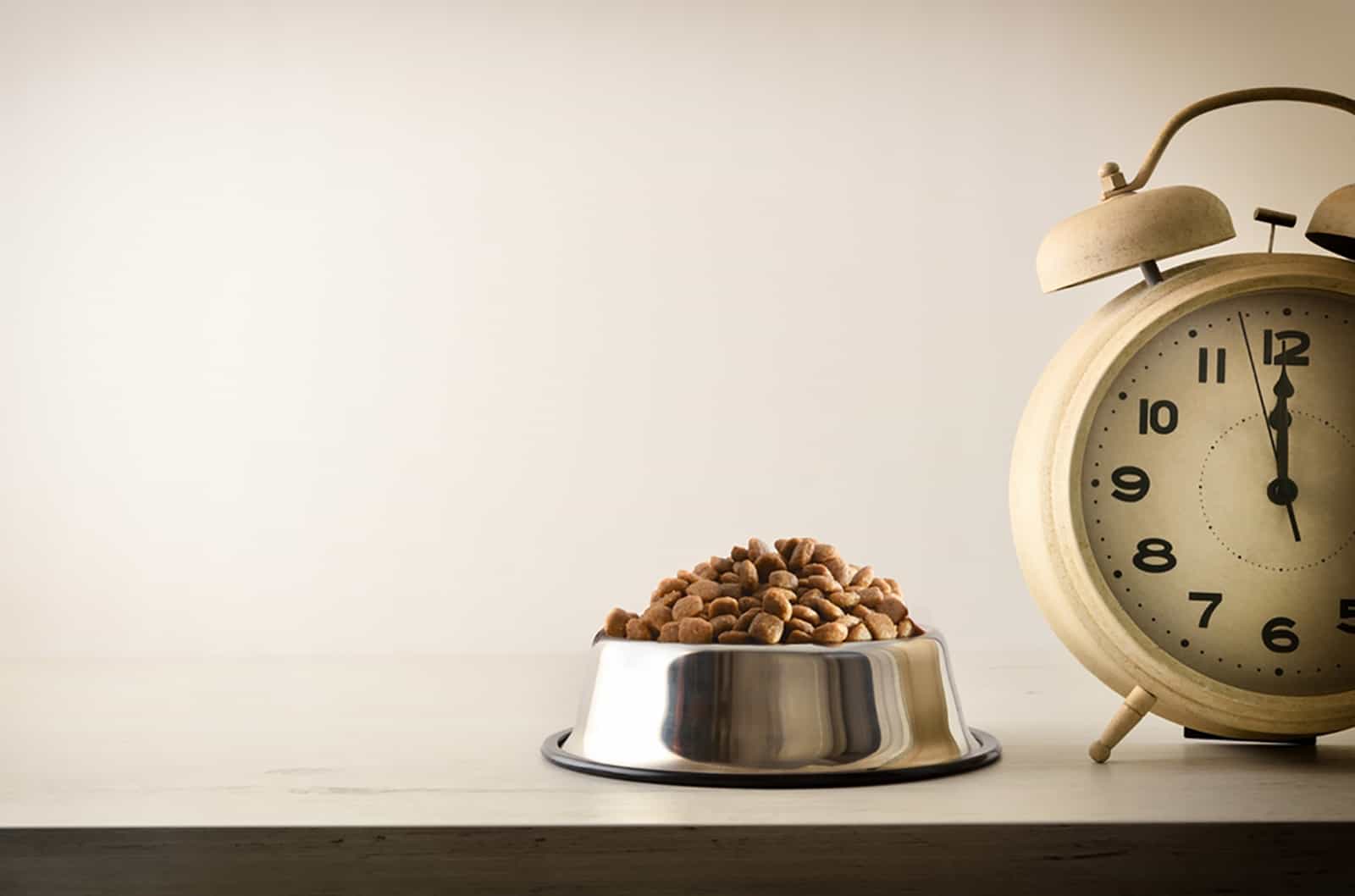 a bowl with dry food for dog and clock beside it