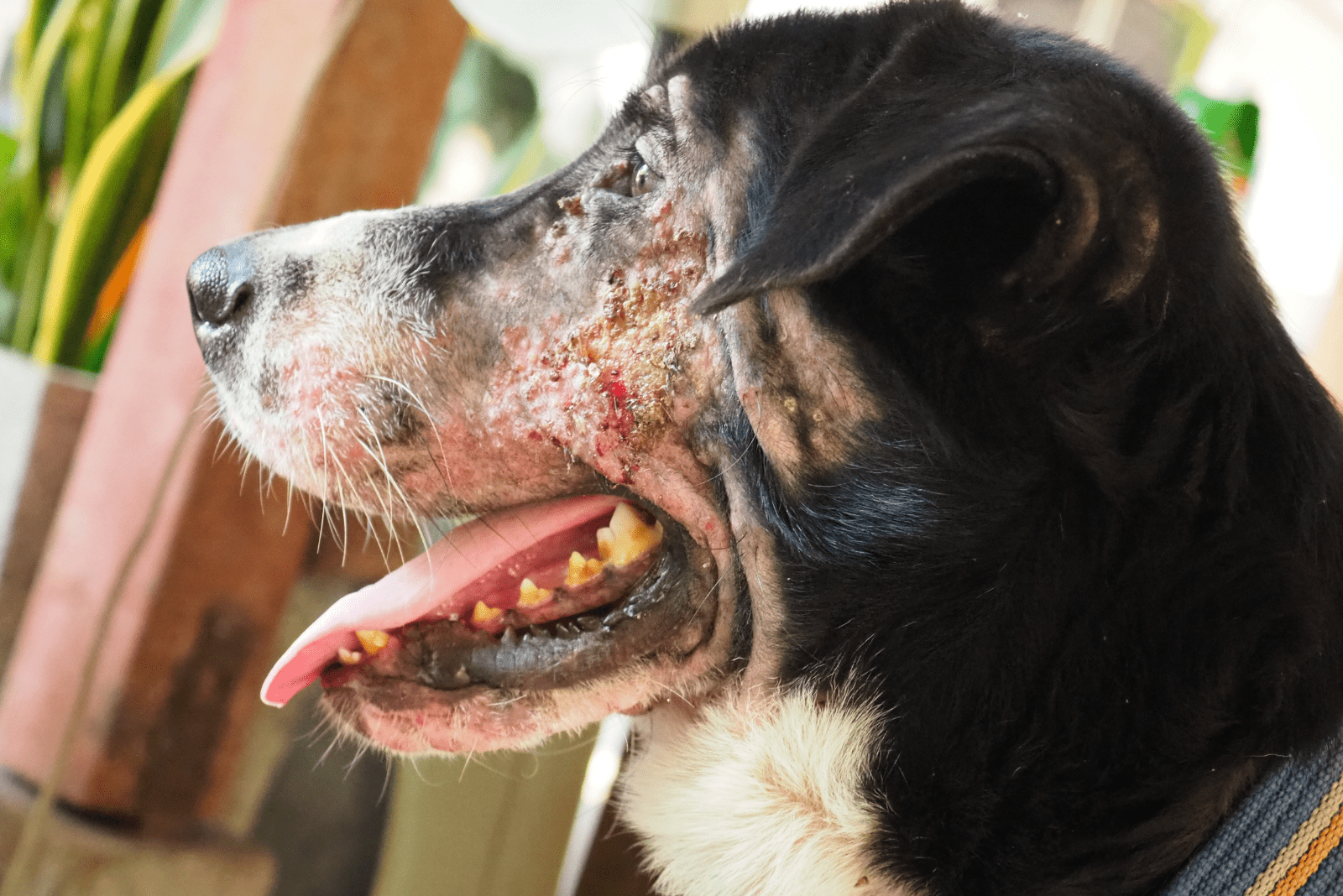 a dog with its tongue sticking out with a crasta around its mouth