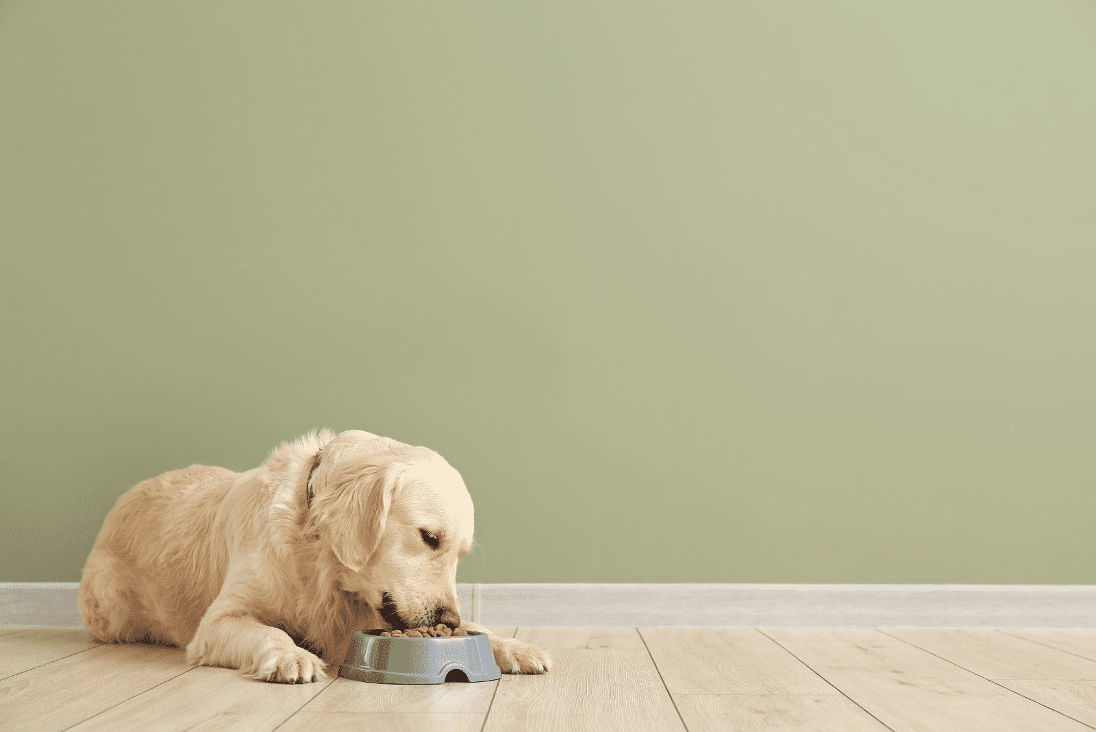 a golden retriever eats food from a bowl