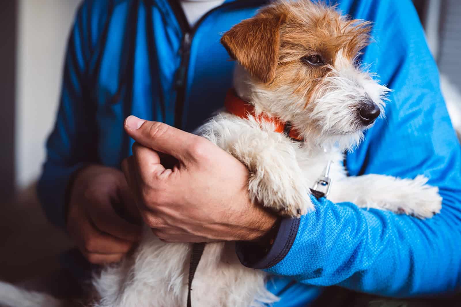 a man holding long haired jack russell terrier in hands