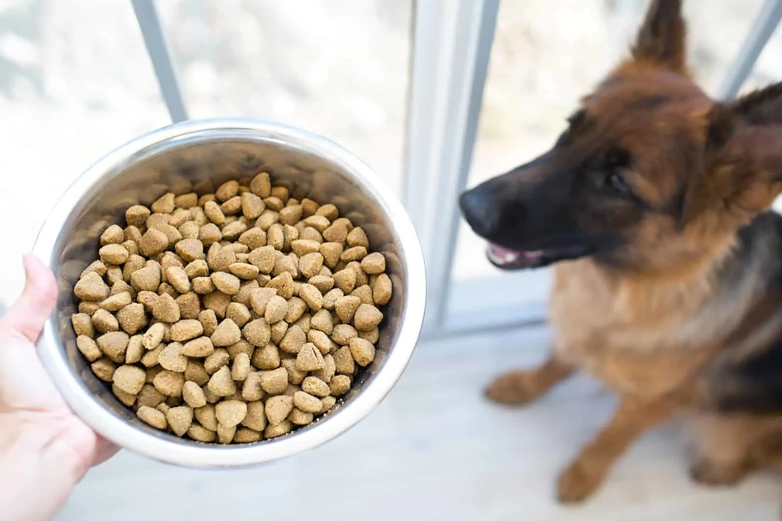 a metal bowl with dry food for german shepherd dog