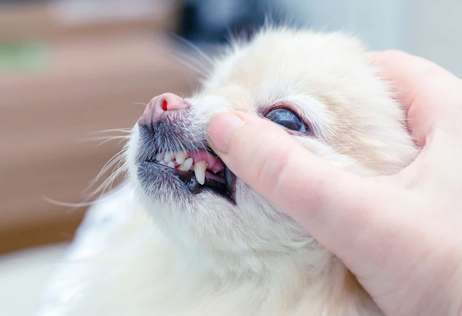 a person examining dog's gums to check color