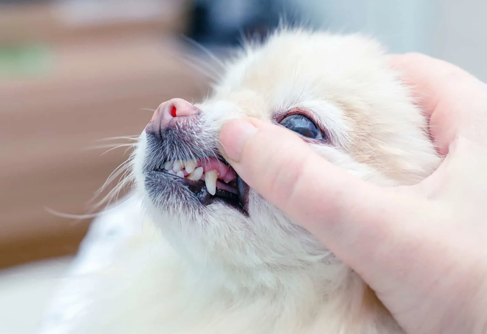 what colour should a puppies gums be