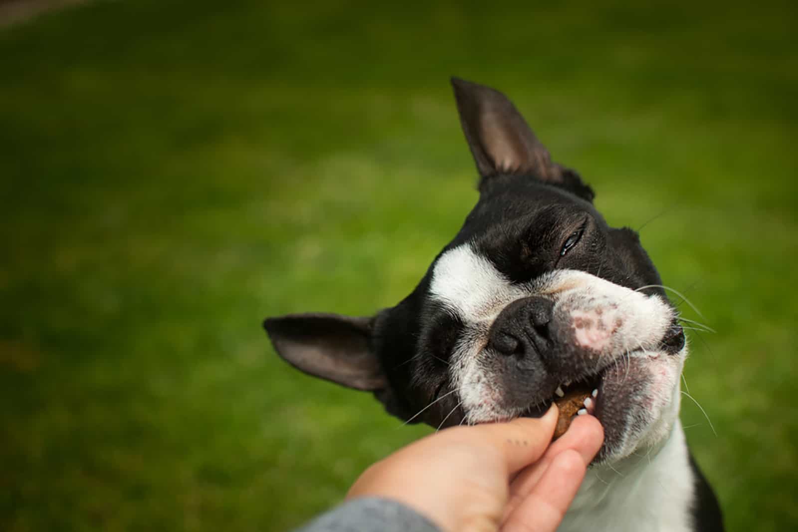 a person feeding boston terrier dog from hand